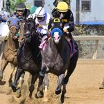 Napoleon Solo, Ground Support, Iron Orchard Win NY 2-Year-old Breeders' Cup Preps